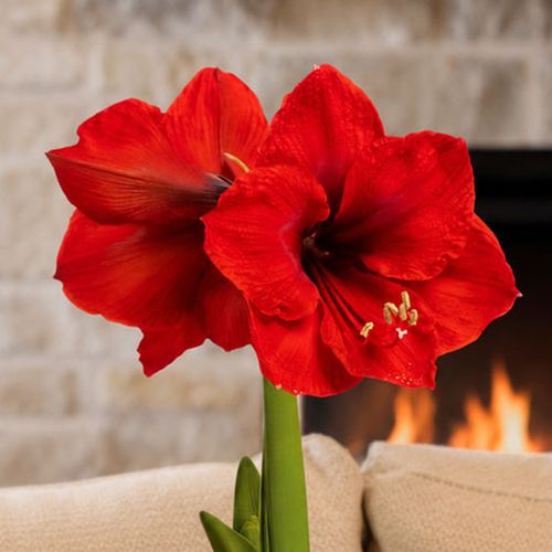 Timeless Elegance Red Waxed Red Lion Amaryllis Gift Image