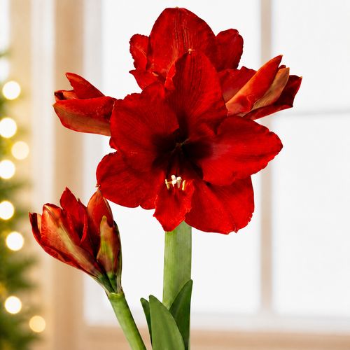 Cheerful Penguin Waxed Amaryllis Gift Image
