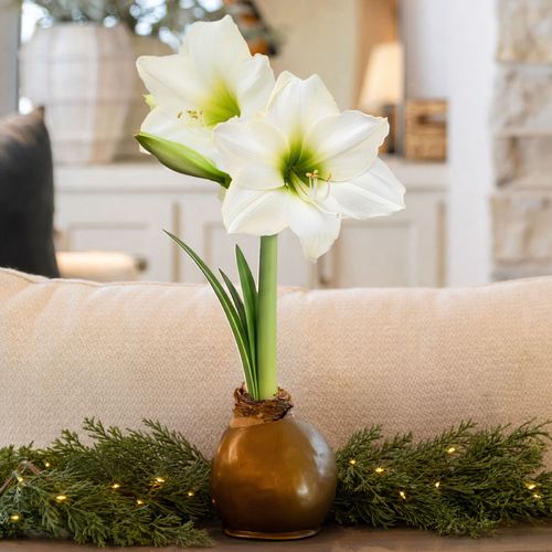 Gold Waxed Christmas Gift Amaryllis Gift Image