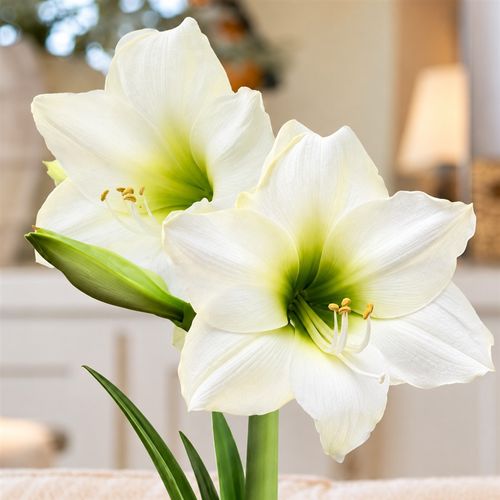 Gold Waxed Christmas Gift Amaryllis Gift Image