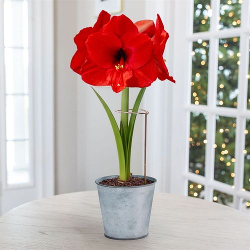 Ready to Grow Red Lion Amaryllis Kit Image