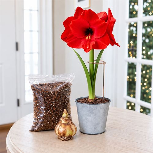 Ready to Grow Red Lion Amaryllis Kit Image