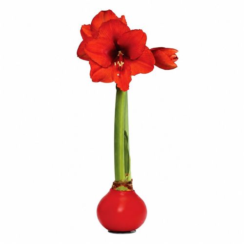 Red Waxed Red Bloom Amaryllis Gift Image
