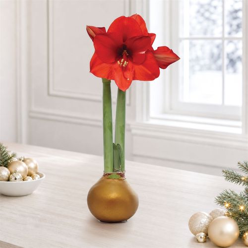 Gold Waxed Red Bloom Amaryllis Gift Image