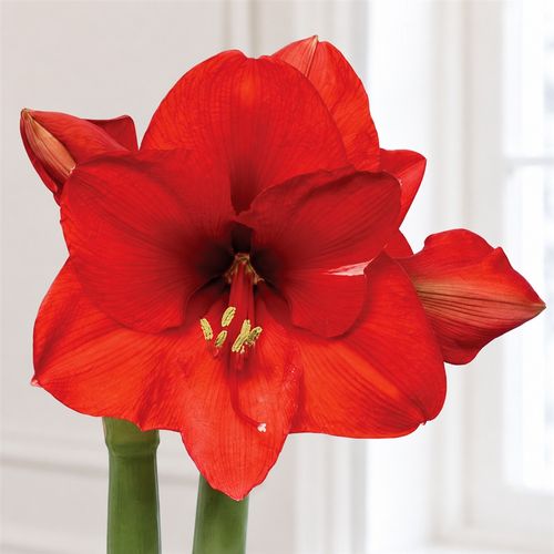 Gold Waxed Red Bloom Amaryllis Gift Image