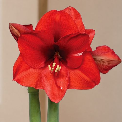 Silver Waxed Red Bloom Amaryllis Gift Image