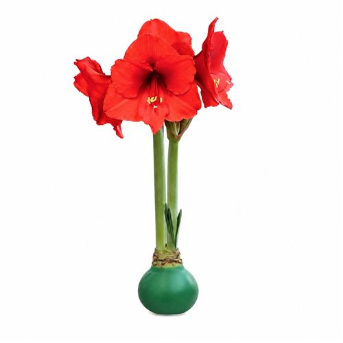 Green Waxed Red Bloom Amaryllis Gift Image