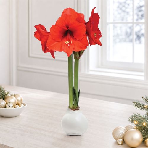 White Waxed Red Bloom Amaryllis Gift Image