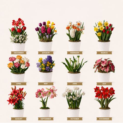 Bloom of the Month Club - 12 Month Image