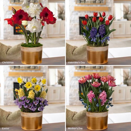 Celebrate with Blooms Bulb Garden Club Image