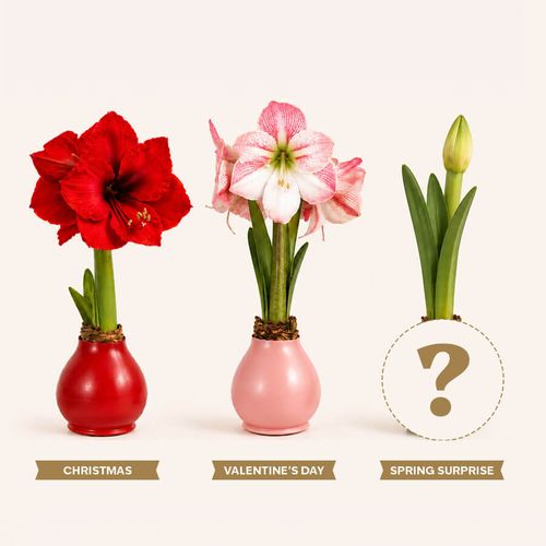 Waxed Amaryllis Club - 3 Month Image