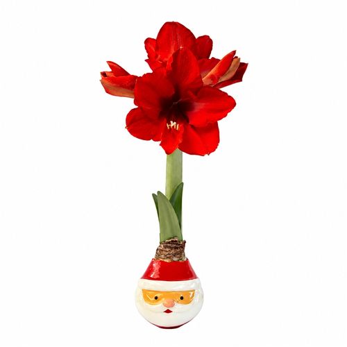 Merry Santa Waxed Amaryllis Gift Image