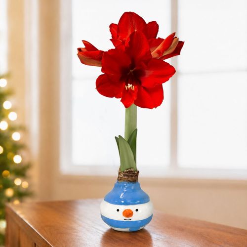 Frosty Friend Waxed Amaryllis Gift Image
