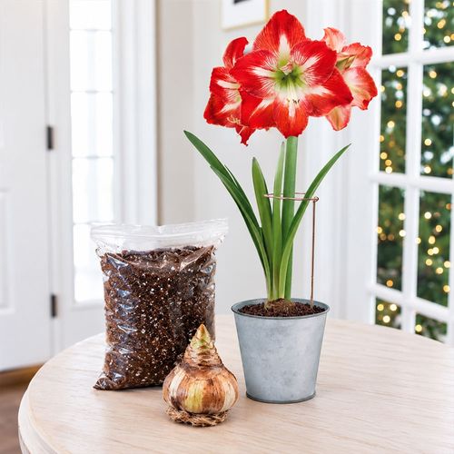 Ready to Grow Minerva Amaryllis Kit Image