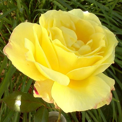 Radiant Perfume Grandiflora Rose Image