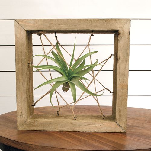 ToTilly Floating Air Plant Image