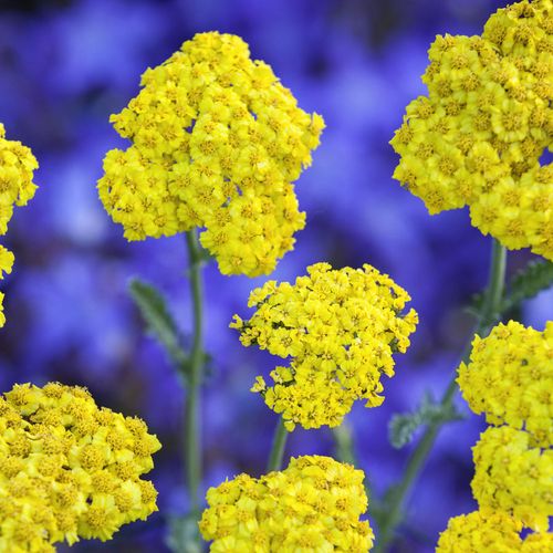 Achillea 'Little Moonshine' Image