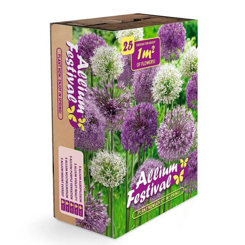 Allium Bulbs Festival Box Set Image