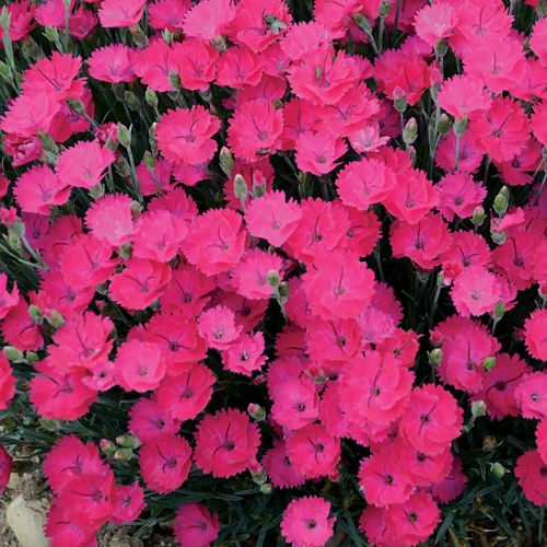 Dianthus 'Paint the Town Magenta' Image