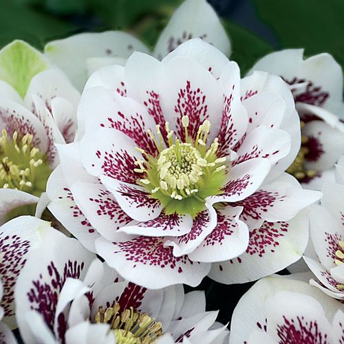 Helleborus Wedding Party&reg; 'Confetti Cake' Image