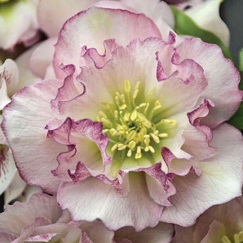 Helleborus Wedding Party&reg; 'Flower Girl' Image