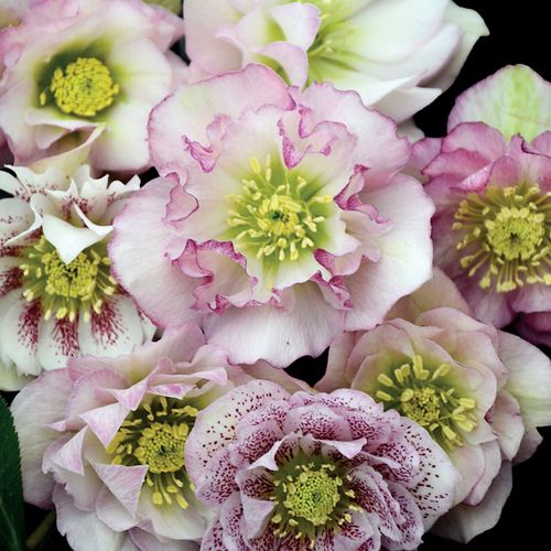 Helleborus Wedding Party&reg; 'Flower Girl' Image