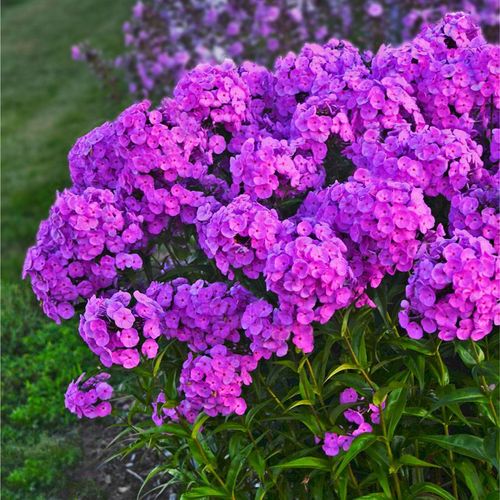 Phlox 'Fashionably Early Flamingo' Image