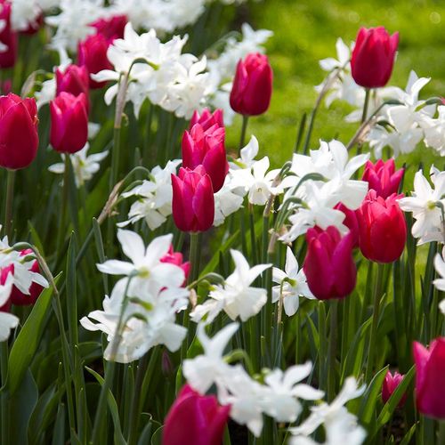 Spring Bulb Mixture Spring Wonder Bulb Mix | Jackson & Perkins