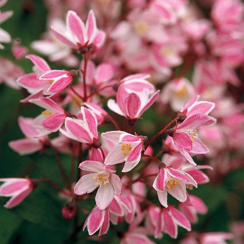 Deutzia Yuki Cherry Blossom&reg; Image
