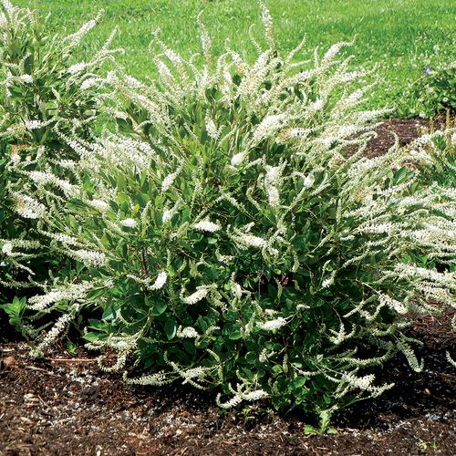 Clethra Summer Sparkler&trade; Image