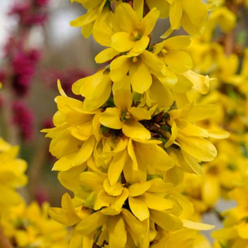 Show Off&reg; Starlet Forsythia Image