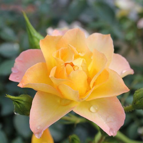 Oso Easy&reg; Italian Ice&reg; Shrub Rose Image