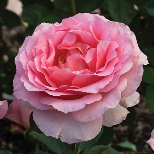 Dr. Jane Goodall Hybrid Tea Rose Image