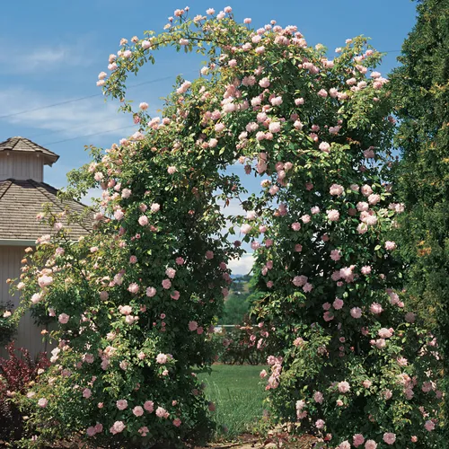 Cécile Brunner Climbing Rose