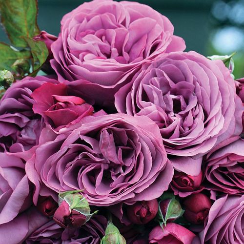 Purple Roses - Purple Rose Bushes for Sale | Jackson & Perkins