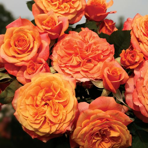 Crazy Love&trade; Sunbelt&reg; Grandiflora Rose Image