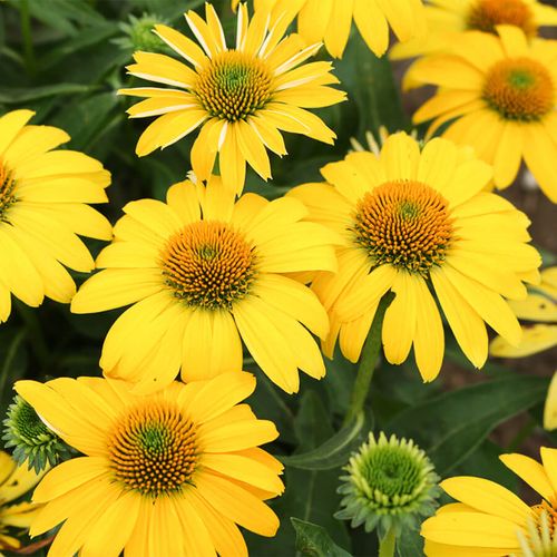 Echinacea Sombrero&reg; Lemon Yellow Improved Coneflower Image