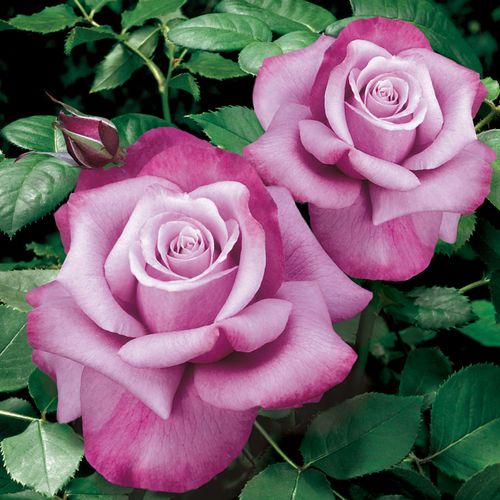 Barbra Streisand Hybrid Tea Rose Image