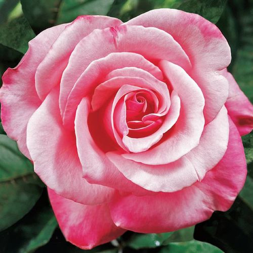 First Prize Hybrid Tea Rose Image