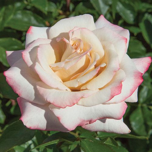 Pinkerbelle&trade; Hybrid Tea Rose Image