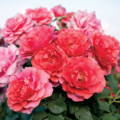 Honey Bee Haven Floribunda Rose Image