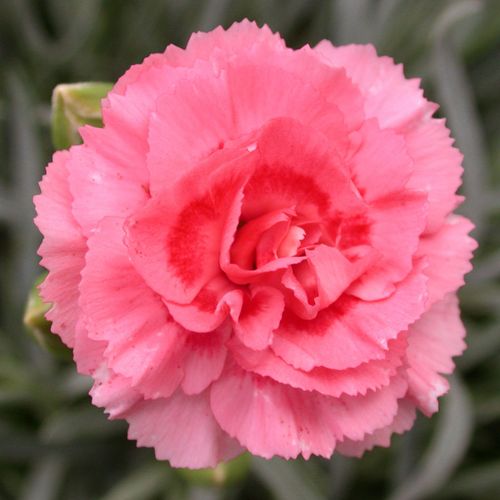 Dianthus SCENT FIRST&reg; Tall Romance Image