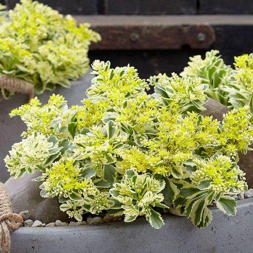 Sedum Atlantis&trade; Image
