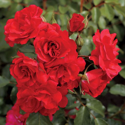 Crush on You Floribunda Rose Image