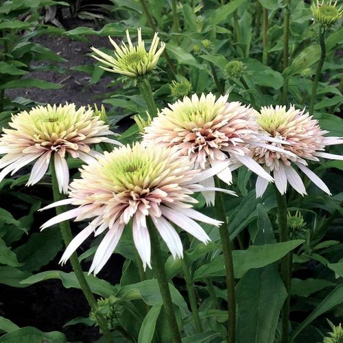 Echinacea Cone-fections&trade; 'Cherry Fluff' Image