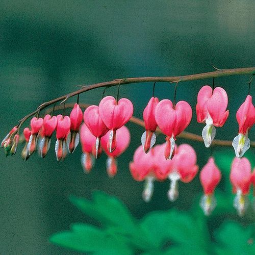 Dicentra spectabilis Image