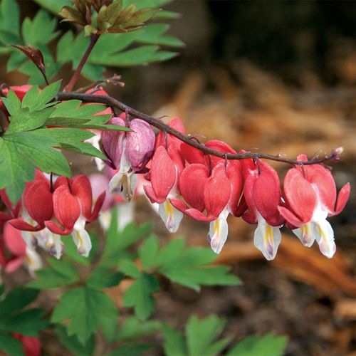 Dicentra Valentine&reg; Image