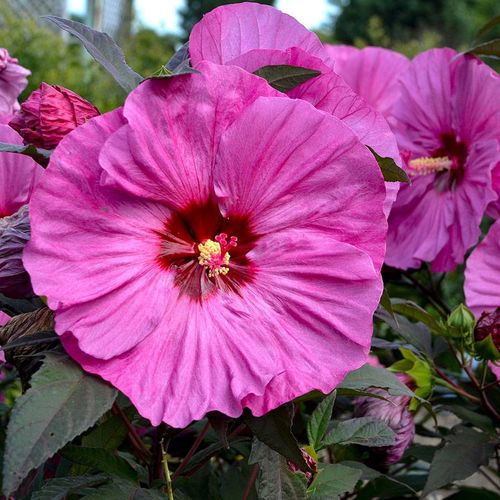Hibiscus Summerific&reg; 'Berry Awesome' Rose Mallow Image