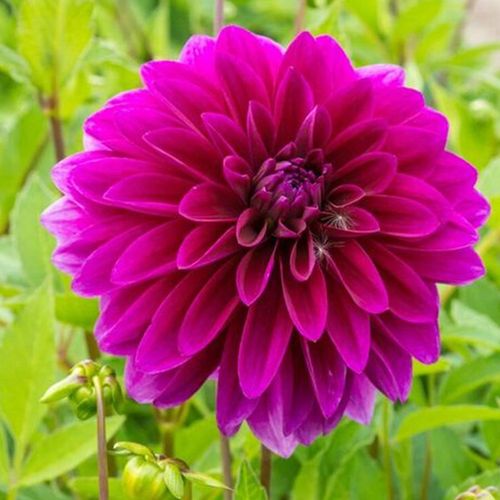 Dahlia 'Le Baron' Bulb Image