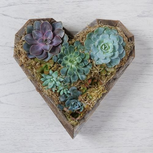 Heart Mix Succulent Garden Image